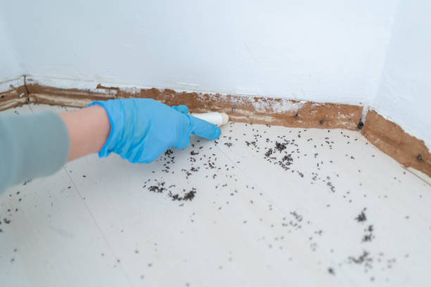 Best Affordable Pest Control Services  in Bay Harbor Islands, FL
